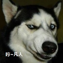 狗狗1.jpg