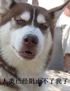 狗狗2.jpg