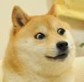 狗.jpg