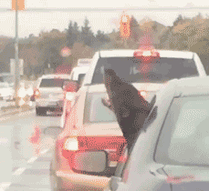 1ff5737caebd7d2d.gif