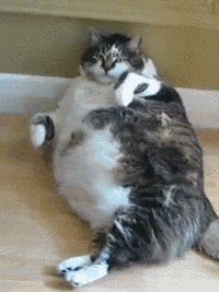 62d0d94050e3cf90.gif