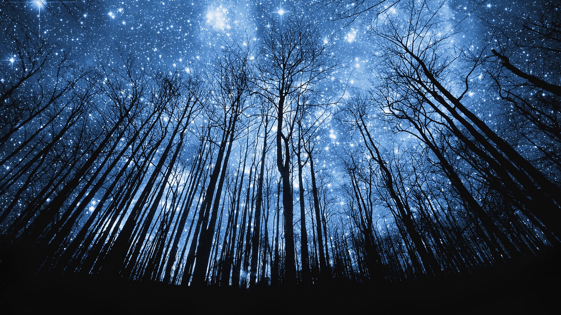 Forest-beautiful-blue-starry-night_1920x1080.jpg