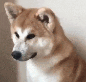111.gif