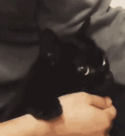 -8100c89fa1a26bf.gif