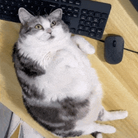 WO(CNDLEVSO1RSL3Z_2M05N.gif