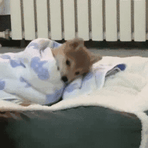 QQ图片20221018151829.gif